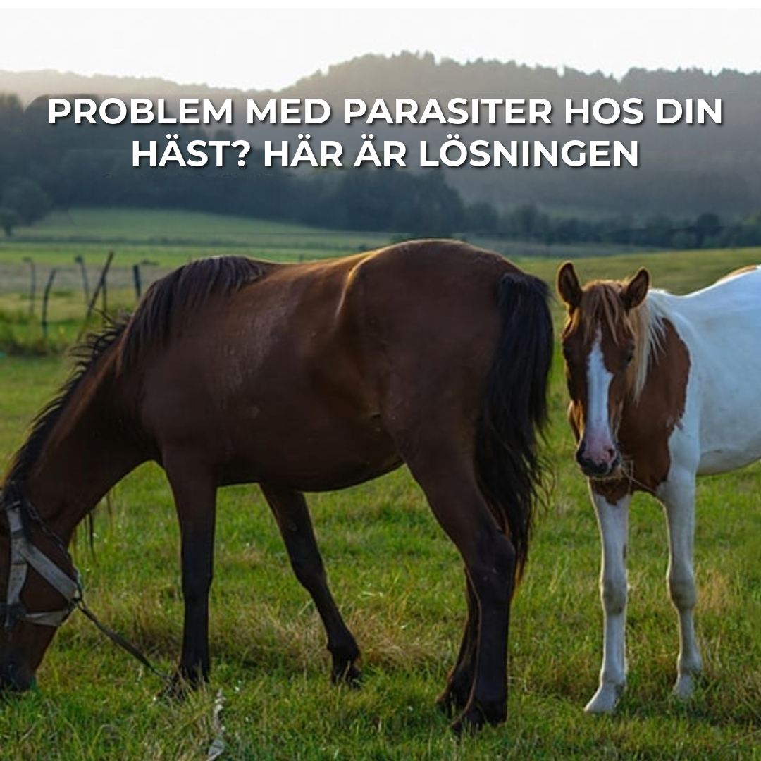 Ivermectinpasta för Hästar